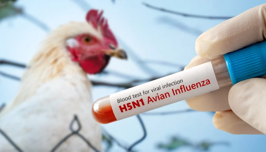 Mengenali Gejala Flu Burung ( AVIAN INFLUENZA ) Pada Manusia